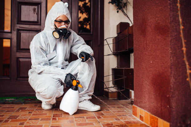 Attic and Crawl Space Rodent Treatment in Perry Park
