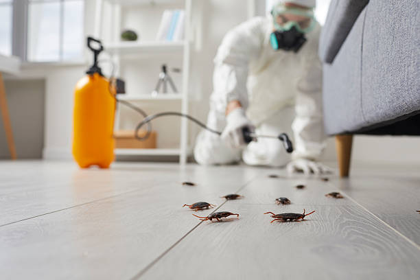 Commercial Rodent Management in Perry Park